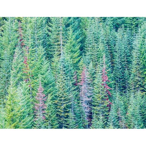 Stampede Pass-Washington State-Cascade Mountains Douglas Fir Evergreens autumn